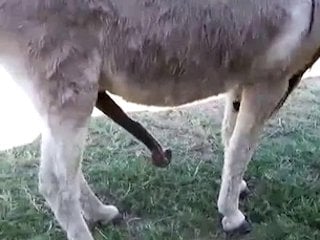 Mare Horse Orgasm Porn - Wife reaches orgasm during sex with her dog