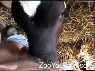 Cow Licks Dick - Cow taped when licking man's hard cock