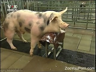 Pigs fucking, the ultimate zoophilia delight