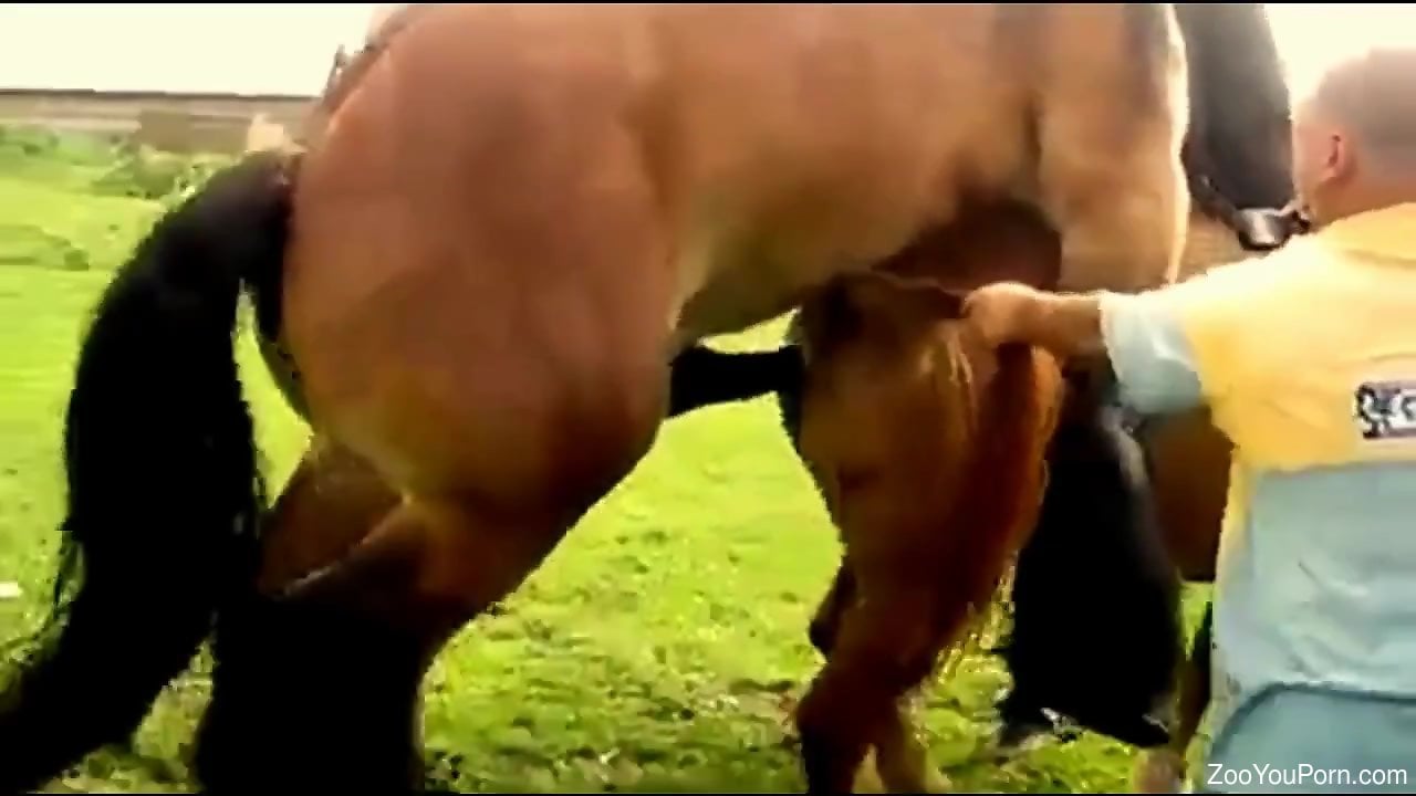 Horse Fuck Women Video 3gp - Sex tape with two horses fucking in scenes of outdoor XXX
