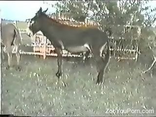 Milf craves for the donkey cock during insane zoo cam scenes