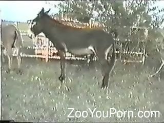 Big Girls Fucking Donkey Cock - Milf craves for the donkey cock during insane zoo cam scenes