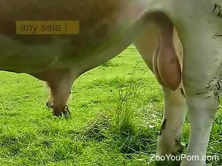 Huge bull's cock makes horny zoo lover extremely horny