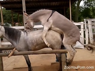 Donkey fucks horse and horny zoo lover tapes it all