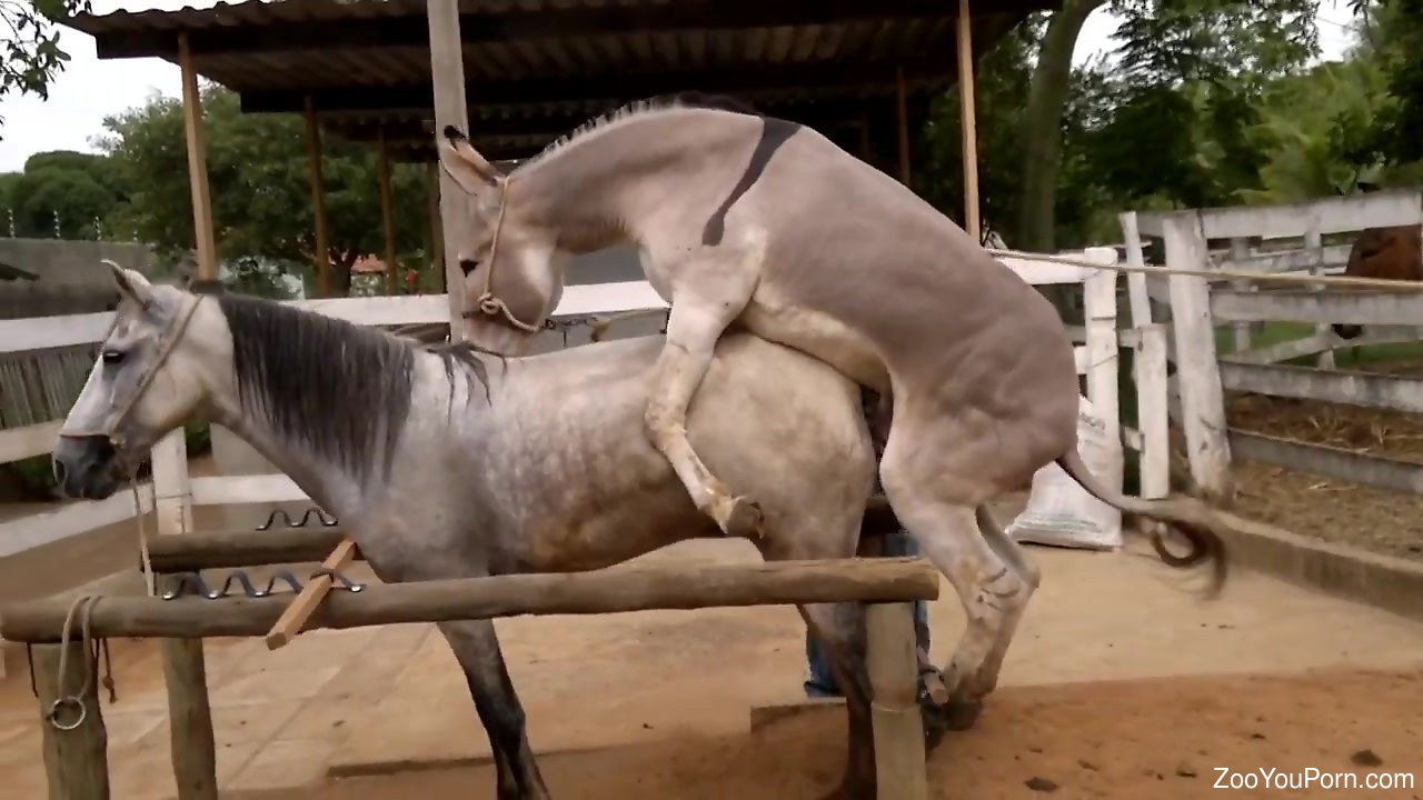 Horse And Donkey Sex - Donkey fucks horse and horny zoo lover tapes it all