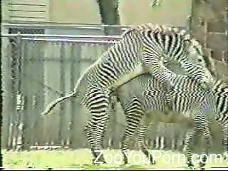Zebra Fucking The Lady - Zebras fucking are the new kink for this guy
