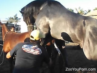 Outdoor horses fucking in front of a zoophilia lover