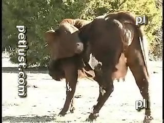 Horny man craves for this bull's whole cock in his mouth