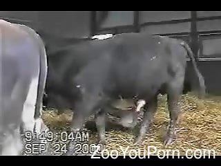320px x 240px - Cow Porn