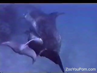 Dolphin sex