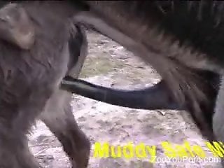Donkey Sex