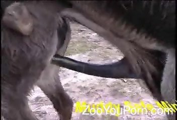 Donkey Sex