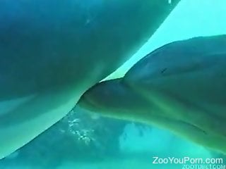 Dolphin Porn