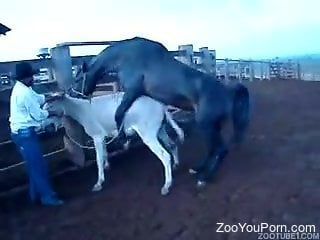 Horny guy tapes a horse deep fucking a donkey
