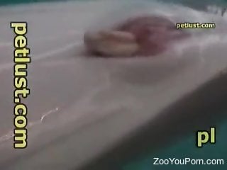 Marine life zoophilia with guy jerking off a dolphin