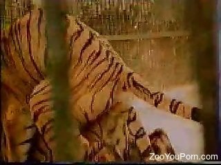 Tigers fucking at the zoo makes horny guy to feel amazing