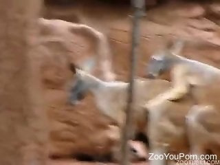 Two kangaroos fucking like crazy in an outdoor video