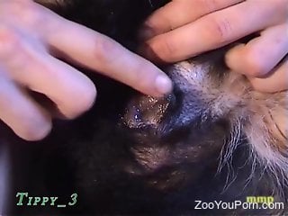 Horny guy fingers his dog's pussy before fucking it