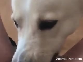 Sexy dog eating a delicious pussy in a POV porn video