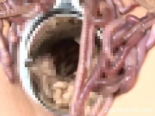 Ungodly bestiality porn clip with a worm-infested pussy