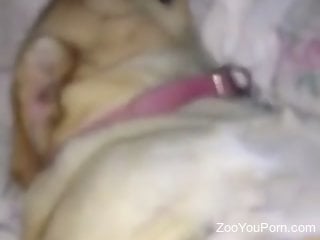Horny man rips through his furry dog's cunt for naughty zoo sex