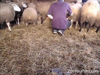 Sheep fucker trying to find the best beast for banging