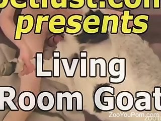 Goat with a gorgeous puss gets fucked in the living room
