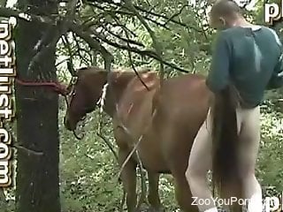 Man ass fucks horse in crazy compilation of scenes