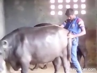 Dude finds a perfect farm animal for hardcore fucking