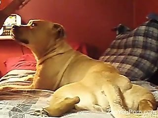 Very sexy dog licking a zoophile's sweaty nutsack