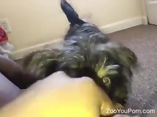 Dog licks woman's wet pussy in pure manners, for restless POV
