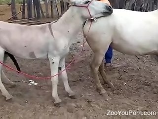 Donkey fucks horse in the pussy while zoophilia lovers records ever...