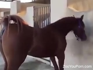 Man feels aroused when seeking stallion's pussy and ass