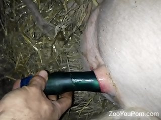 Dude using a dildo to stretch an animal's hole