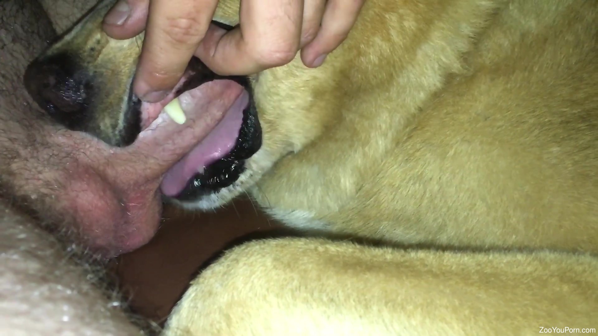 Dog deepthroating dick