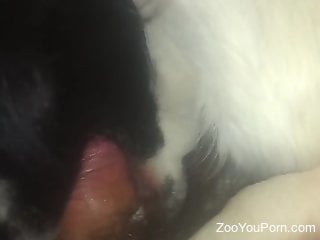 Horny man inserts dick in dog's furry pussy and mouth