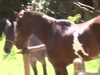 Hot gal is going to worship horse cock big time