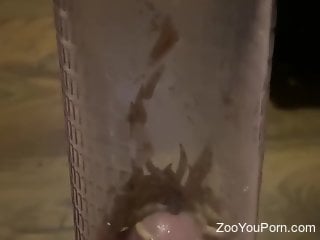 Aroused man inserts cock in a jar filled with crawling worms