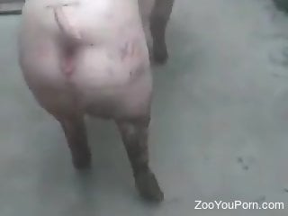Pig fucking with a horny guy who wants hard sex