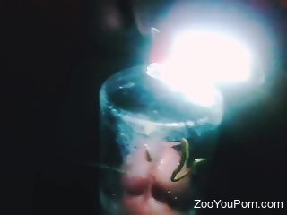 Amateur man inserts cock in a jar full of worms