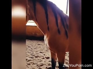Brunette loads monster horse cock in her tiny holwes