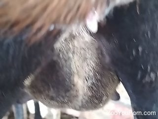 Aroused man craves fucking the farm animal and coming inside