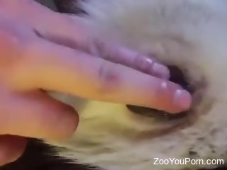 Aroused man loves fingering the furry dog's pussy and ass