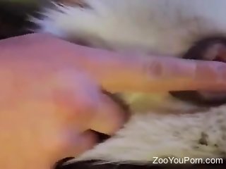 Aroused man loves fingering the furry dog's pussy and ass