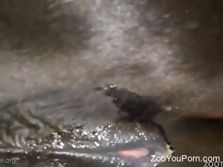 Aroused man deep fucks a horse in the pussy while on cam