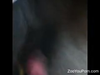 Aroused man inserts whole penis in animal's tight pussy