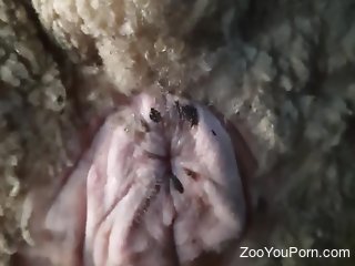 Aroused man sticks whole dick in a furry sheep's cunt