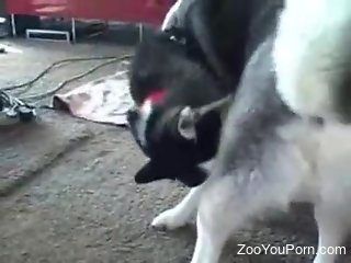 tight broad with nice ass tries furry dog for sex