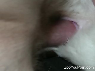 Man fucks furry dog in the pussy and enjoys the best orgasm