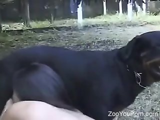 Brunette with insane curves tries tasty dog dick in her cunt